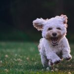 joe-caione-qO-PIF84Vxg-unsplash