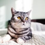 funny-fluffy-lying-animal-friend_1303-454