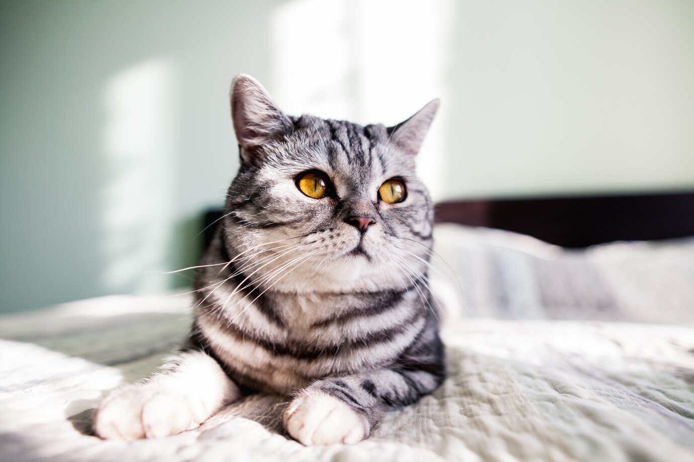 funny-fluffy-lying-animal-friend_1303-454