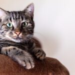 simba-8618301_1280