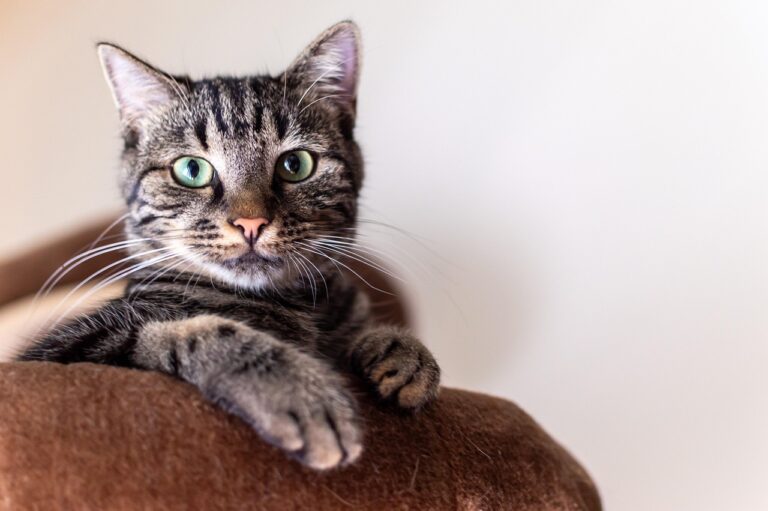 simba-8618301_1280