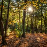 beautiful-shot-forest-with-green-trees-yellow-leaves-ground-sunny-day_181624-1946
