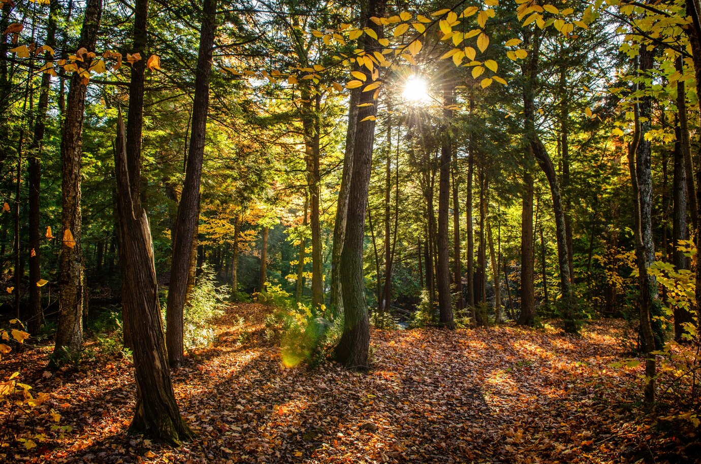 beautiful-shot-forest-with-green-trees-yellow-leaves-ground-sunny-day_181624-1946