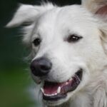 dog-6961236_1280
