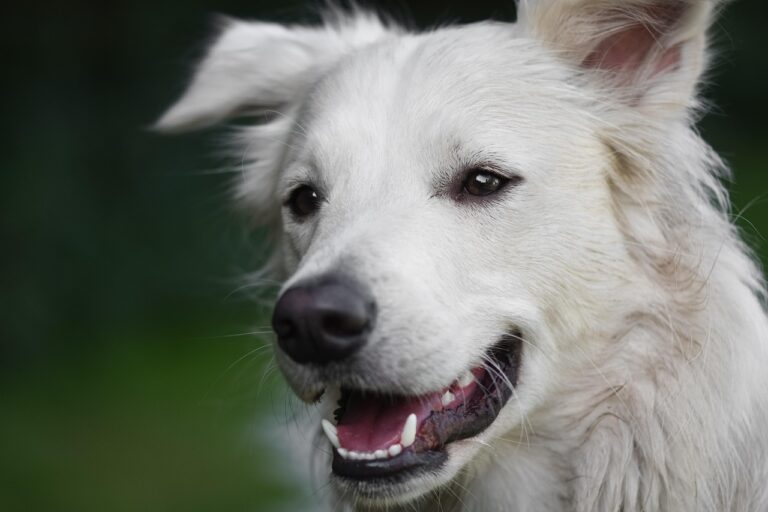 dog-6961236_1280