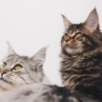 maine-coon-7954384_1280